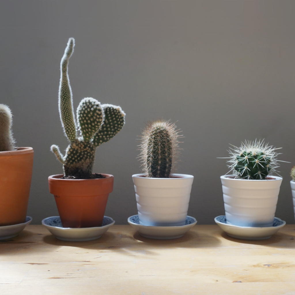 Diferentes tipos de cactus no naturales pequeños.
