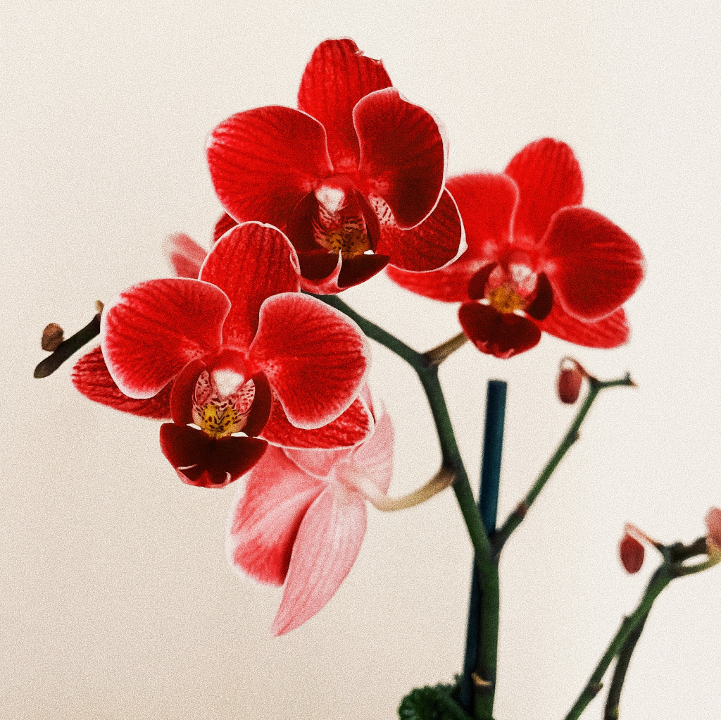 Orquídeas artificiales, flores con sensación al tacto real, en