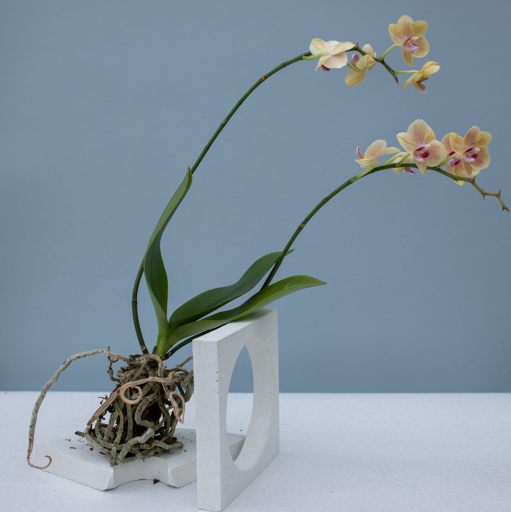 Orquídeas artificiales