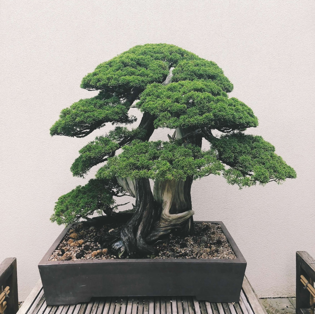 Uno de los tipos de bonsáis artificiales de dos troncos con las ramas bastante verdes sobre un macetero de madera.