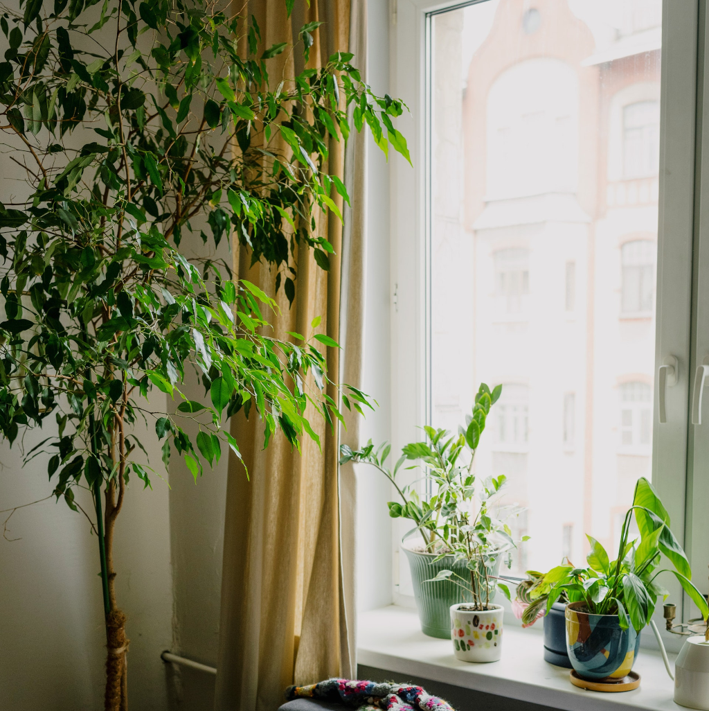 Plantas no naturales decorando la esquina de una habitación en la que entra luz de una ventana y hay una planta artificial grande.